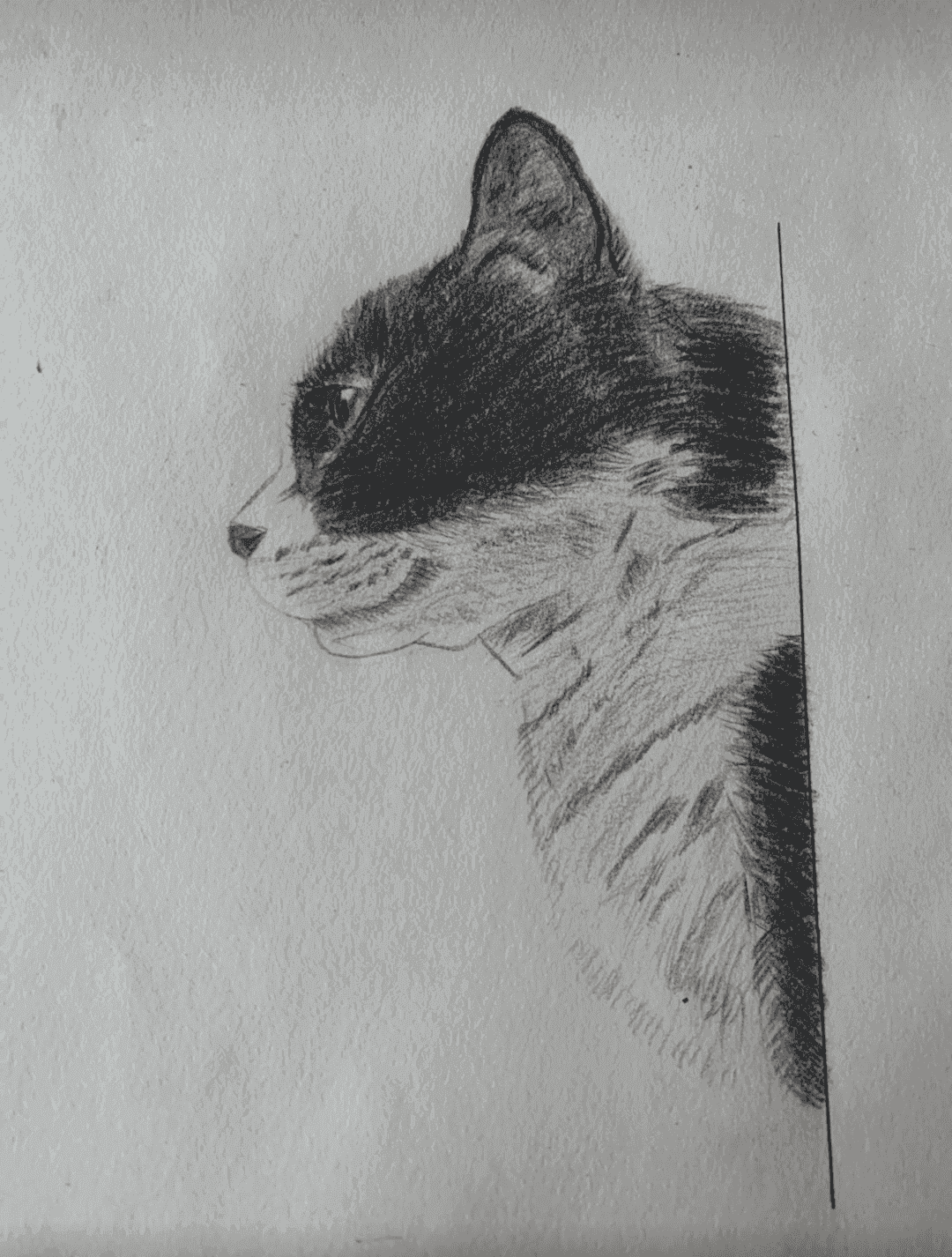 200103 临摹-黑白猫侧脸.png