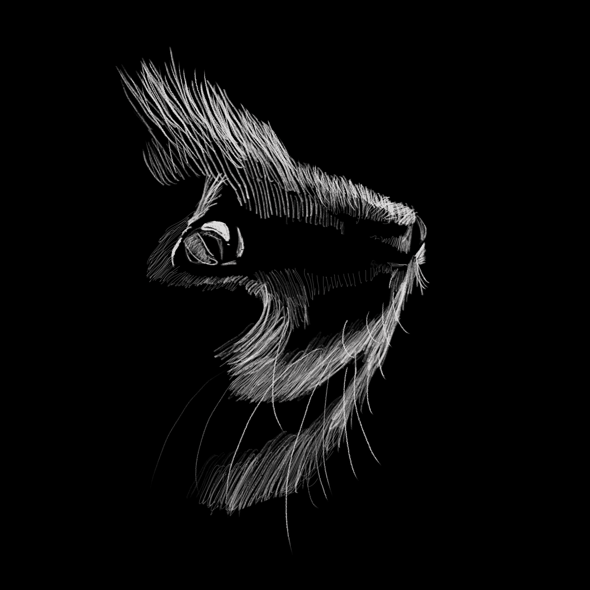 210618 临摹-猫猫侧脸.png