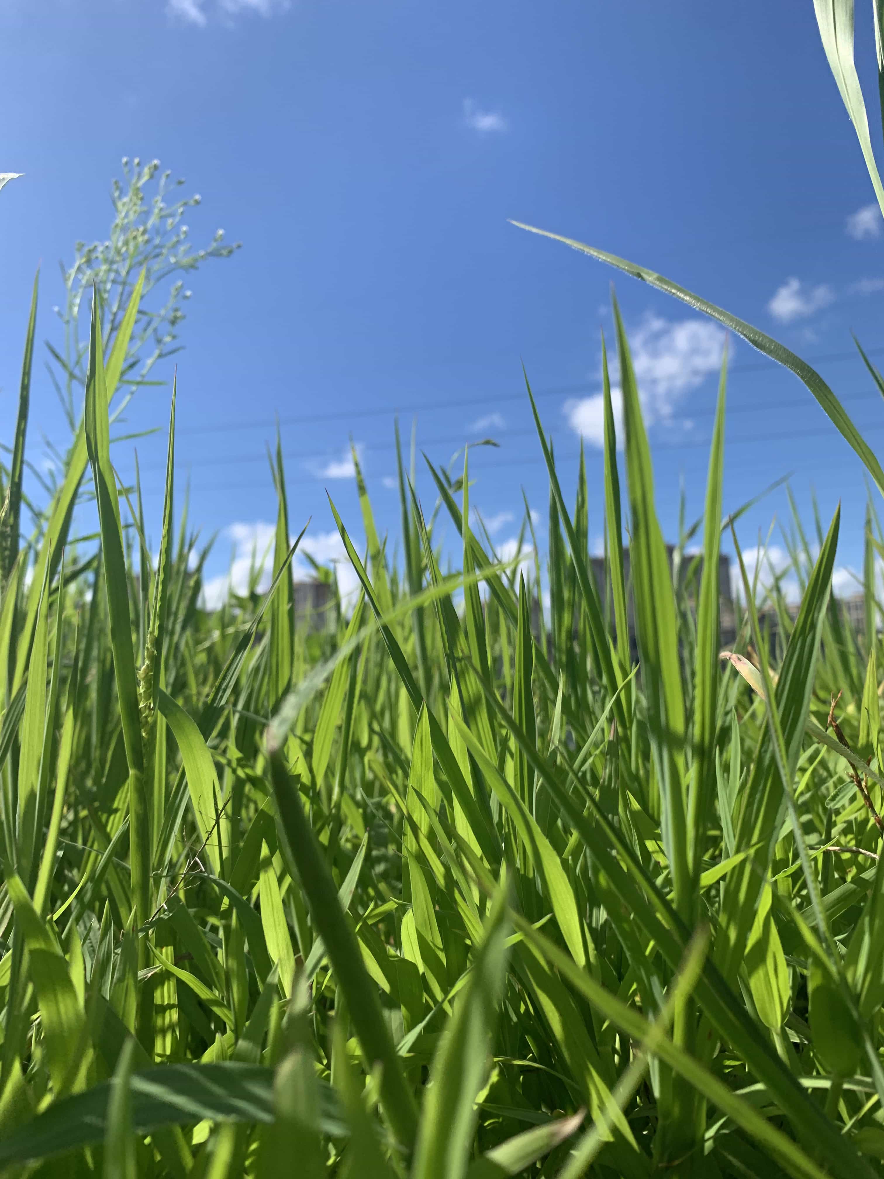 220805 拍照-草.jpg